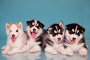 husky puppies